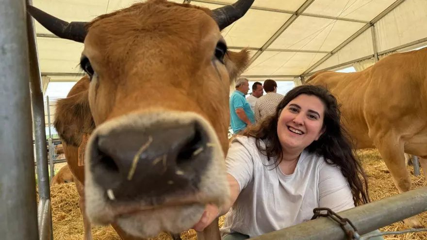 El triunfo de "Sena II" en Manzaneda (Gozón), la vaca que sobrevivó gracias al biberón