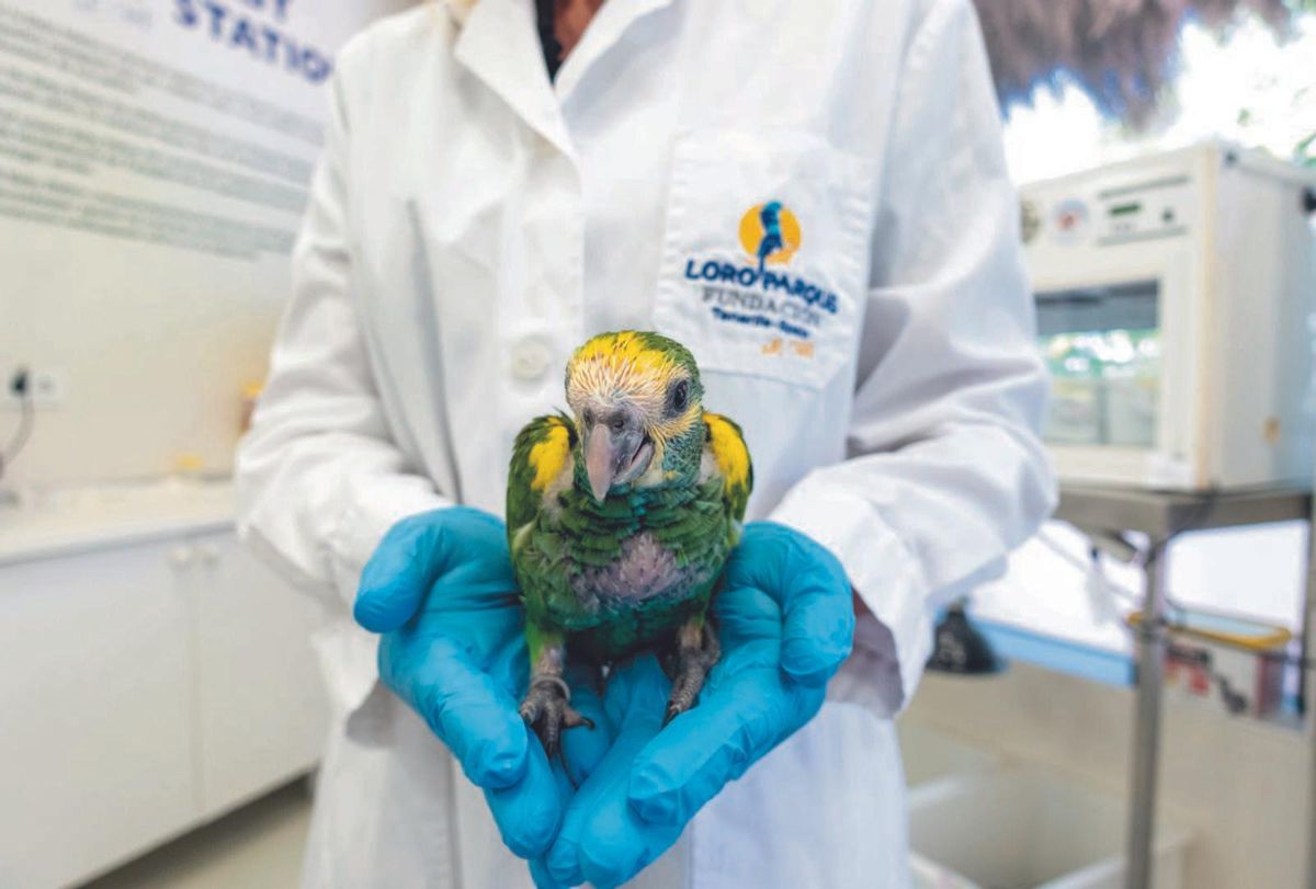 Biólogo haciendo trabajo de campo en uno de los proyectos in situ de Loro Parque Fundación . | | ED