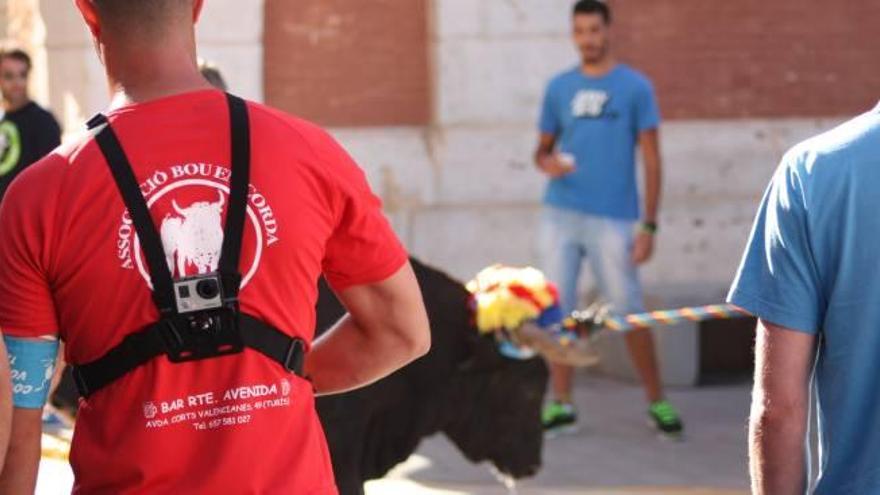 La grabación del «bou en corda» de Turís aumenta la participación de aficionados