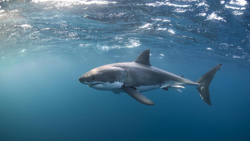 Tiburones en las playas españolas: dónde hay más avistamientos