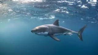 Tiburones en las playas españolas: dónde hay más avistamientos