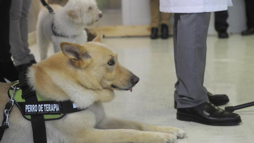 El Materno es pionero en España en aplicar terapia con perros a sus pacientes