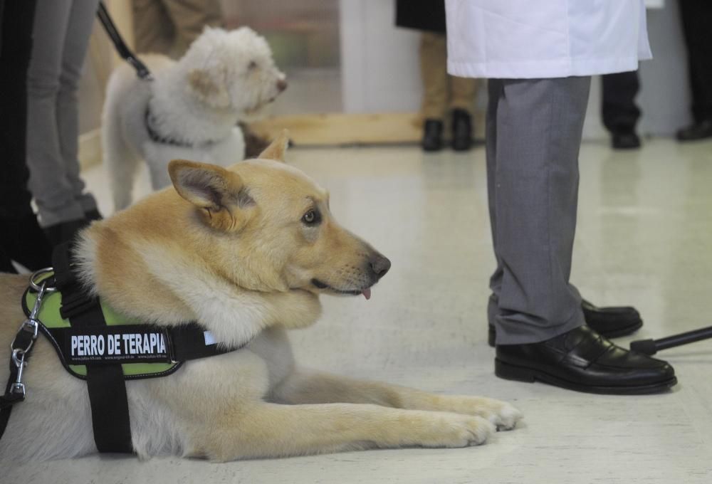 El Materno, pionero en terapia con animales