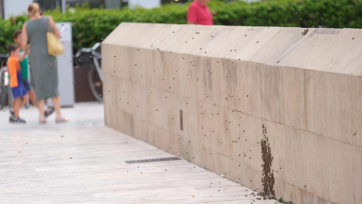 Un enjambre de abejas en pleno Paseo de la Estación