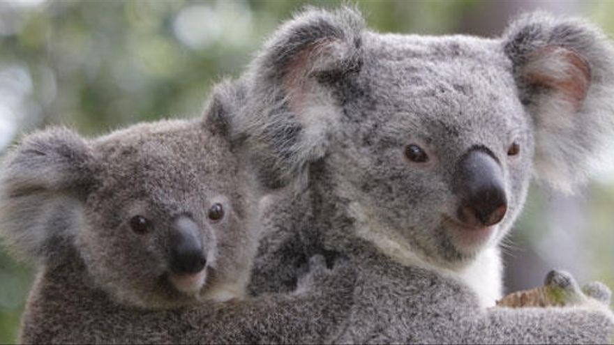 Dos koalas, en un bosque australiano.