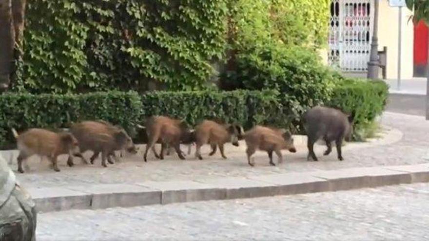 Una piara de jabalíes irrumpe en el centro de Torrelodones