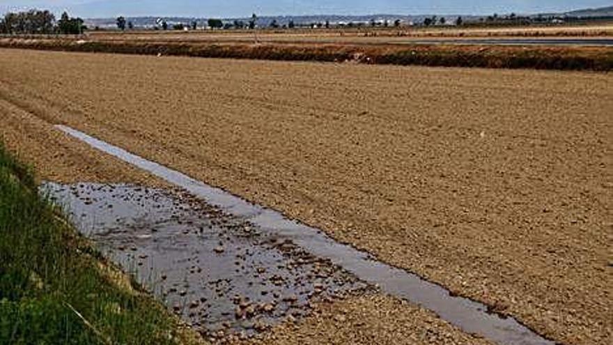 Un camp d&#039;arròs del Delta de l&#039;Ebre.