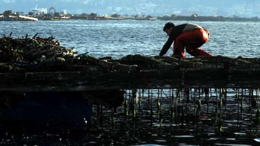 Un hombre trabaja en una batea en la Ría de Arousa.