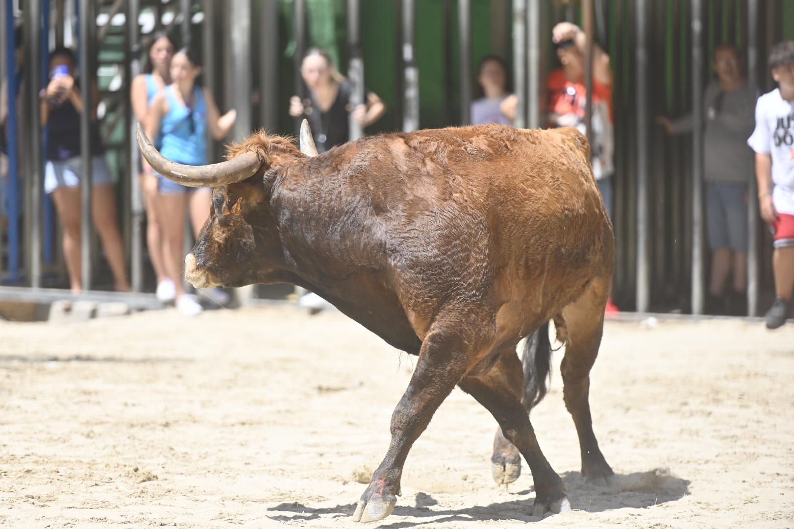 El ‘bou’ toma protagonismo mañana, tarde y noche en el Grau en fiestas