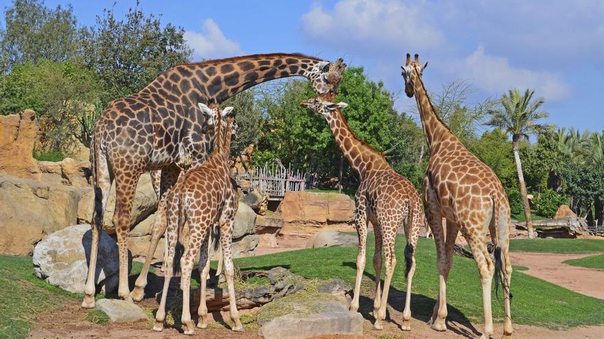La jirafa macho Julio junto a las hembras del grupo reproductor de Bioparc