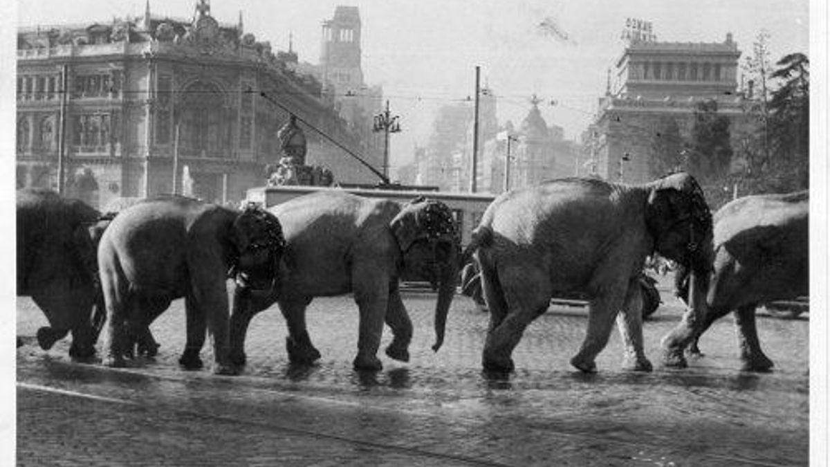 Elefantes en Cibeles
