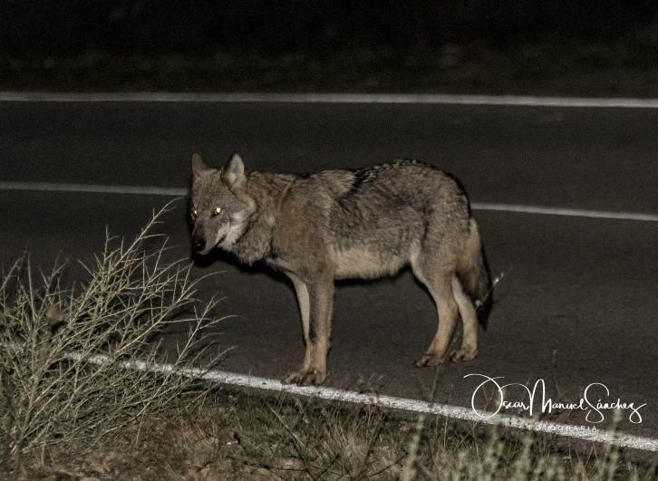 Los lobos se pasean por el asfalto en Sanabria