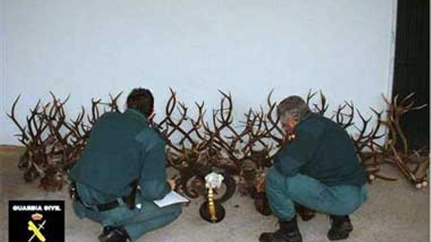 La Guardia Civil se incauta de 54 trofeos de caza en una taxidermia ilegal de Puebla de Obando