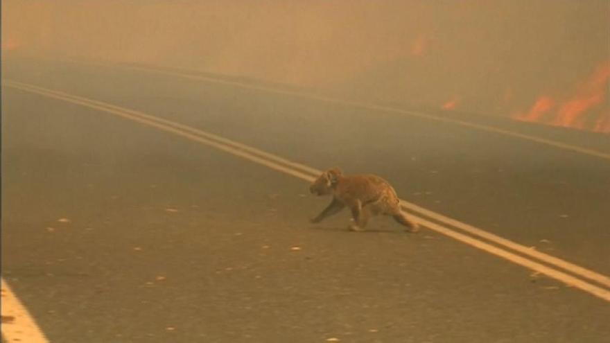 Muere Lewis, el koala rescatado en los incendios de Australia