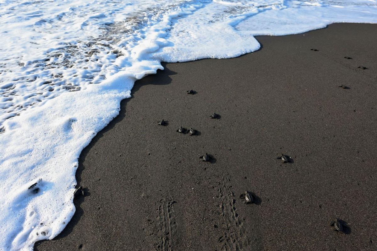 Crías de tortuga negra (Chelonia mydas agassizzii) se dirigen hacia el mar tras de ser liberadas en la playa de Sipacate, a unos 135 km al sur de Ciudad de Guatemala, el 19 de octubre de 2022.