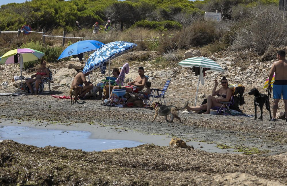 Chiringuito y cala de perros de Santa Pola