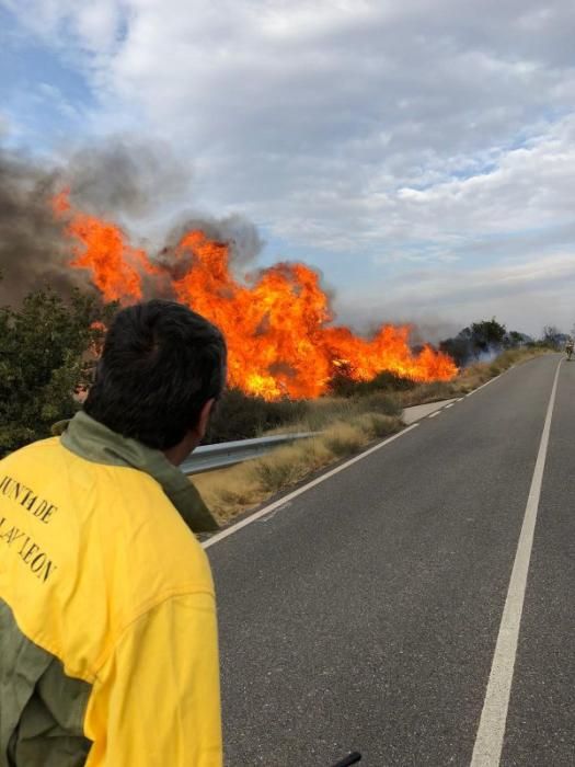 Imágenes del incendio forestal de Grisuela.