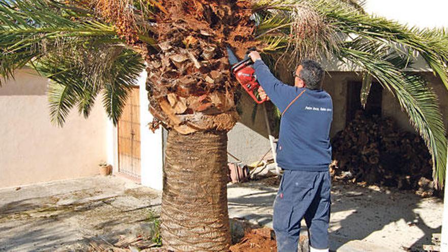 Un operario trata una palmera afectada por la plaga del picudo rojo en la ciudad de Inca.