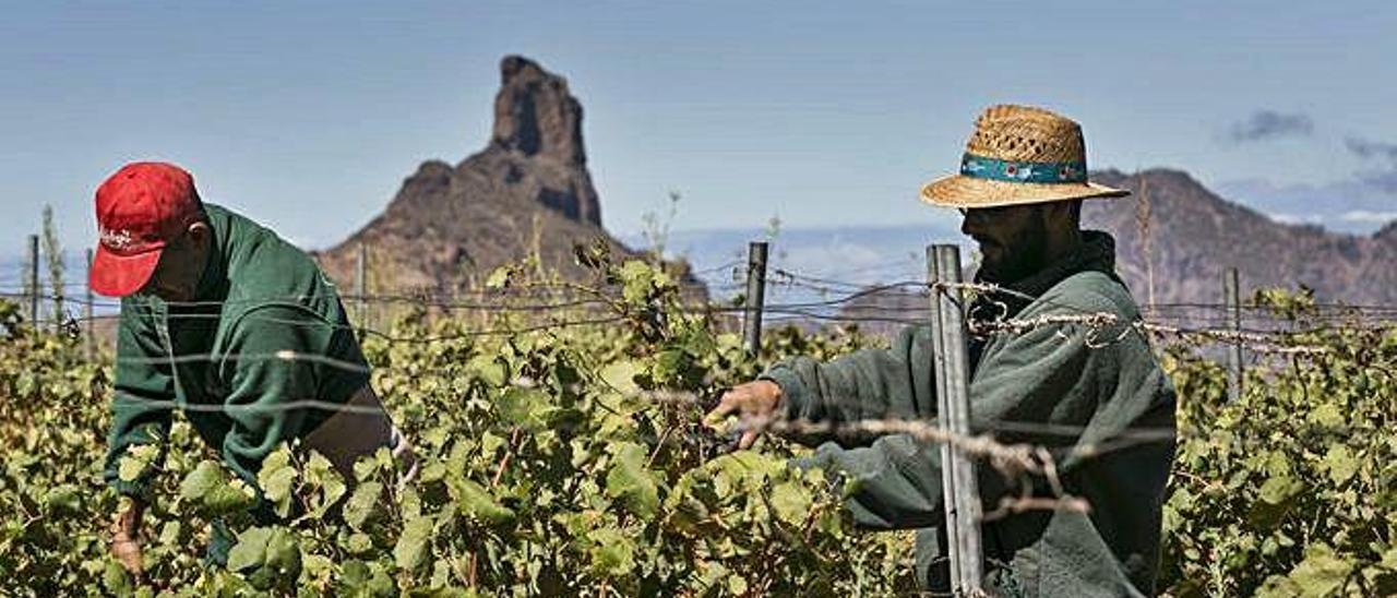 Imagen de archivo de dos viticultores vendimiando en Tejeda, Gran Canaria.