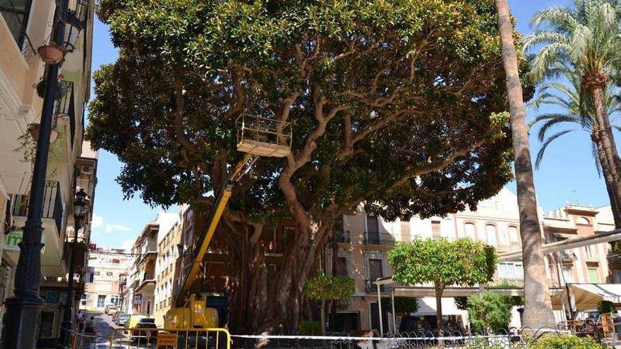 El Ayuntamiento ha precintado el árbol afectado y otro ficus centenario situado cerca.