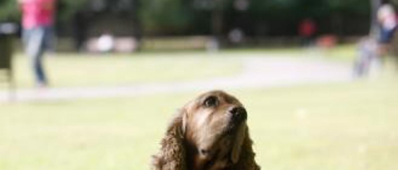 Denuncian la falta de atención al parque canino de La Magdalena