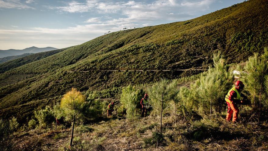 El círculo virtuoso de la reforestación: árboles, empleo y economía