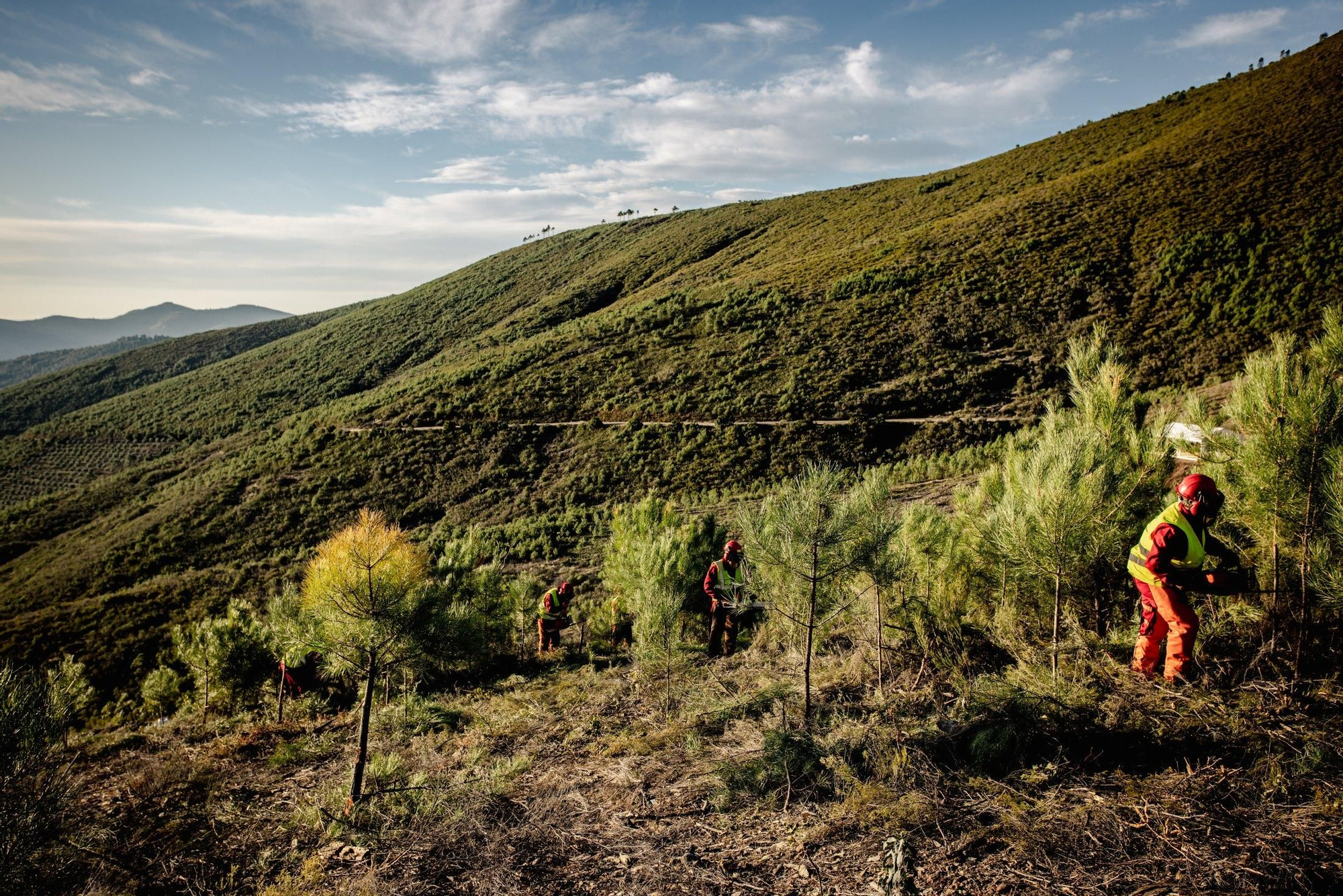 Trabajos forestales en Caminomorisco, Extremadura.