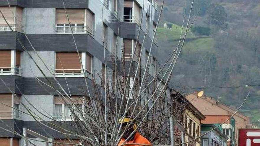 Un operario, podando un árbol en la calle Manuel Llaneza.