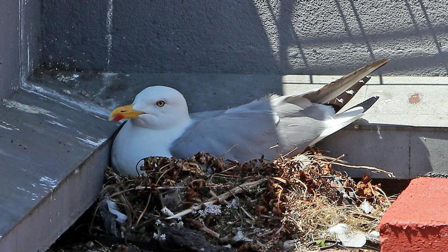 El Concello de Vigo inicia la próxima semana la retirada de nidos y huevos de gaviotas