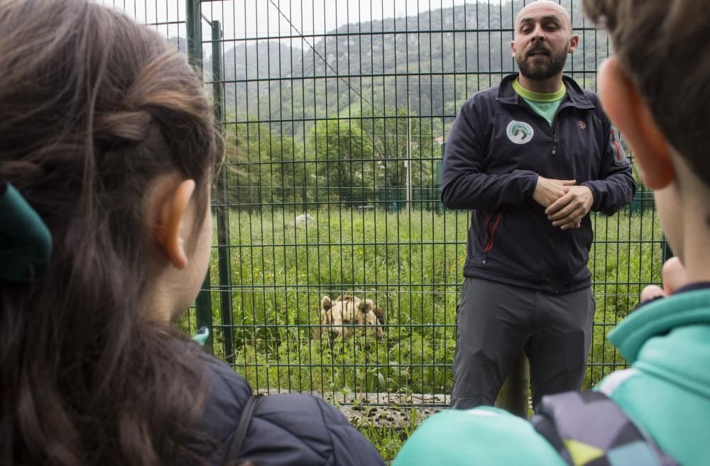 "Paca" y "Tola", las osas inseparables