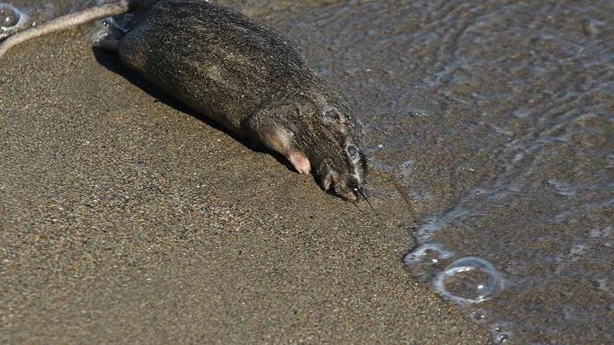 Una rata muerta en la playa de la Misericordia.