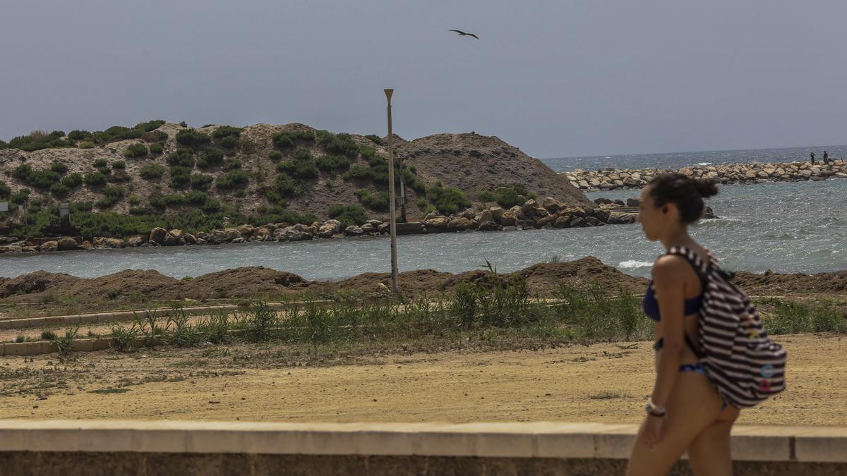 Padreras de posodinia amontonadas en una playa de Santa Pola esta primavera