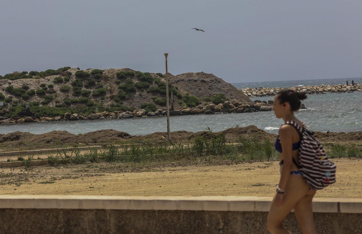 Padreras de posodinia amontonadas en una playa de Santa Pola esta primavera