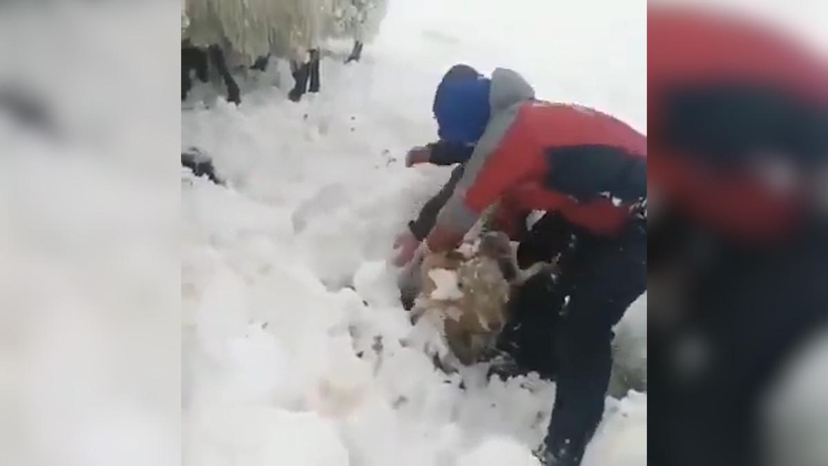 Así fue el rescate de un rebaño atrapado en la nieve