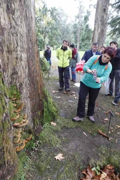 Recorrido micológico por el Jardín Botánico Atlántico