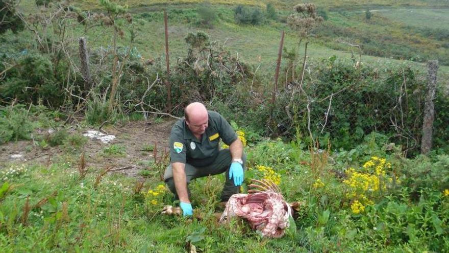 Un agente examina los restos de uno de los terneros atacado por los lobos, ayer, en Covelo.