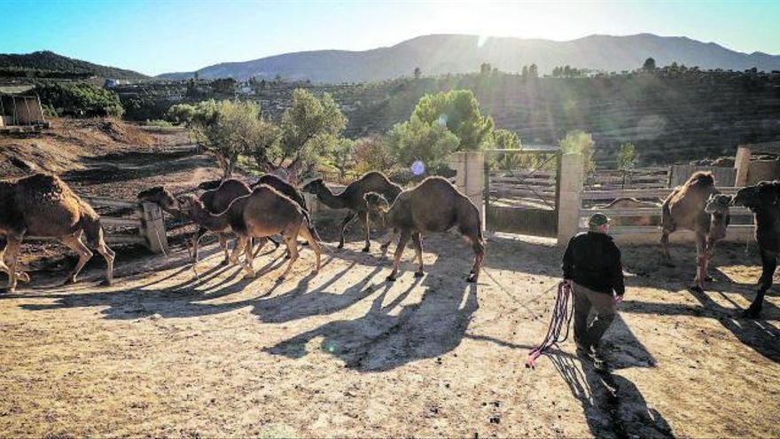 El covid deja a los camellos en el paro