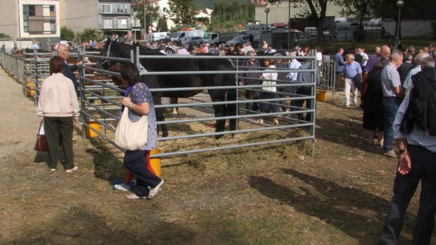 Dos cents animals a l&#039;exposició ramadera de la fira de Sant Lluc d&#039;Olot