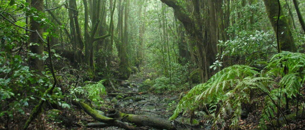 Parque Nacional de Garajonay, en La Gomera.