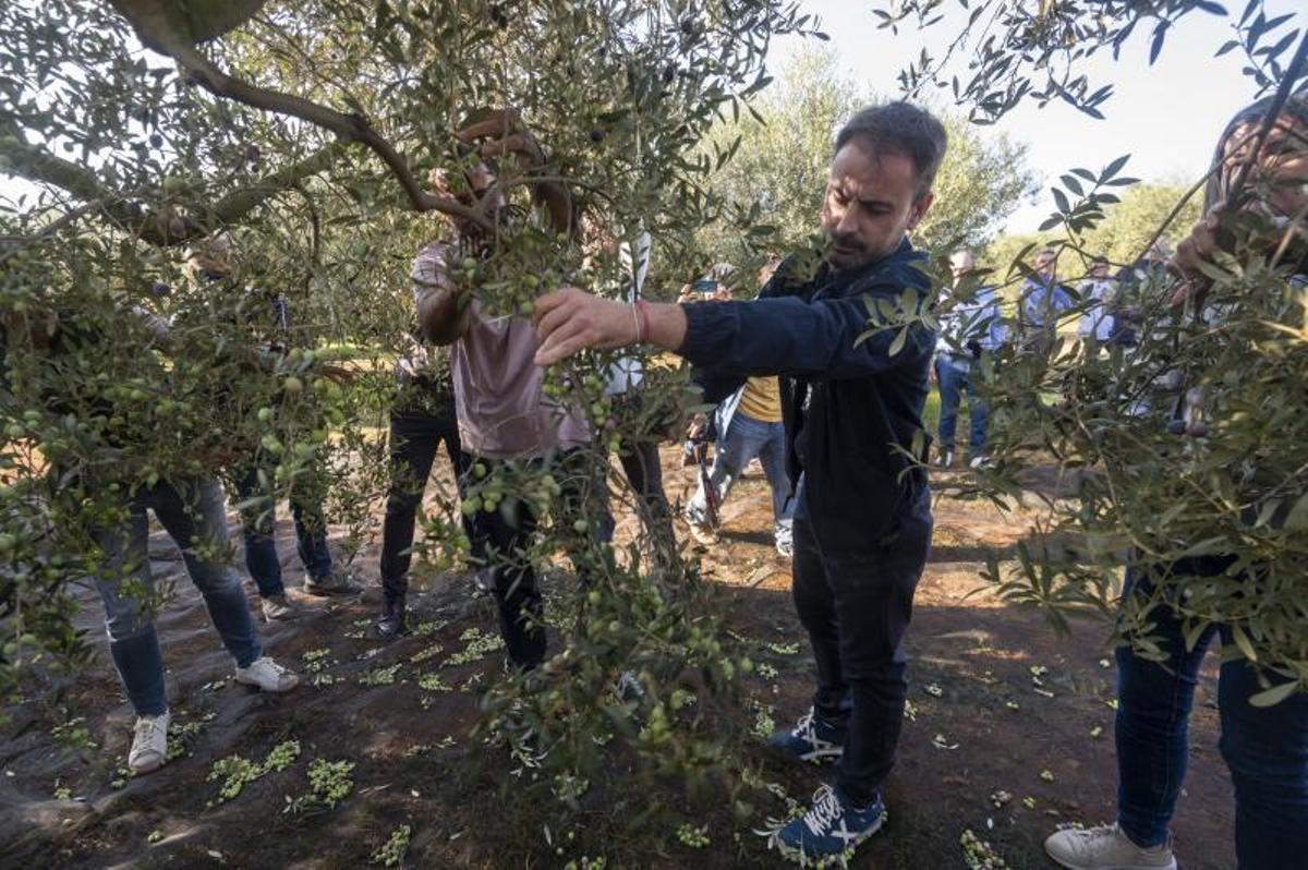 La Guardia Civil, con especial atención en la recogida de aceitunas 2025/2026 en Toledo
