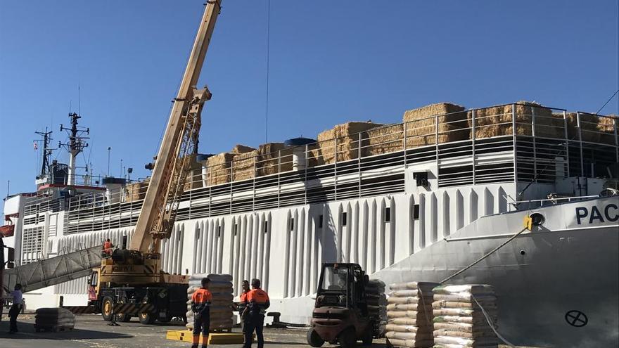 Exportación de ganado vivo en el Puerto de Cartagena.