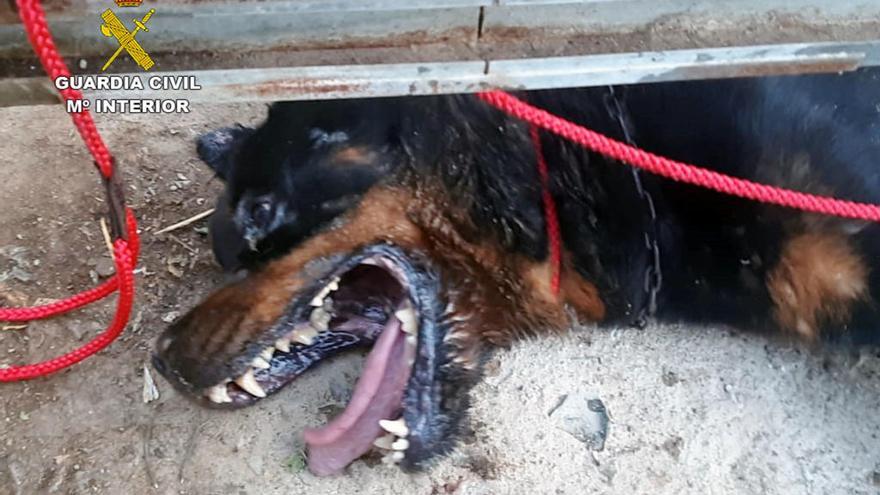 Rescatan &#039;in extremis&#039; a un perro en estado crítico en Santomera