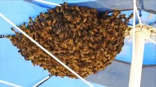 Una niña se queja de que hay "un monstruo" en su habitación y resulta ser un panal con 65.000 abejas