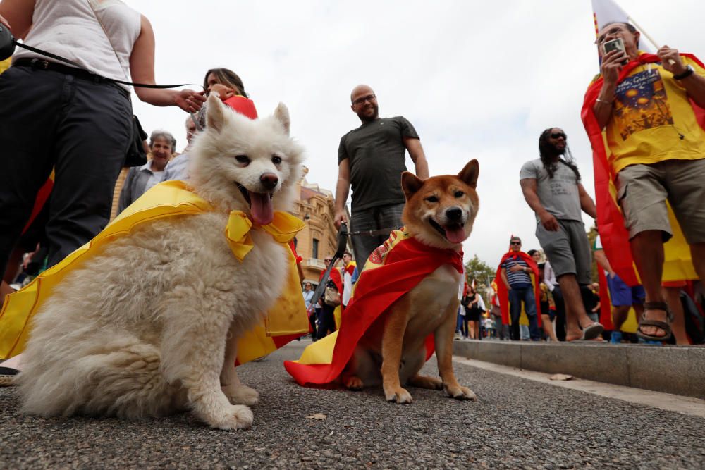 Miles de personas han participado en una marcha en Barcelona en defensa de la unidad de España.