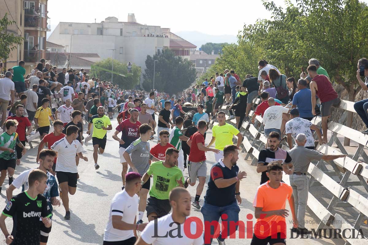 Quinto encierro de la Feria Taurina del Arroz en Calasparra