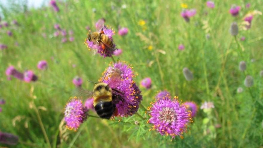 Descubren 39 especies de abejas nunca antes detectadas en Galicia