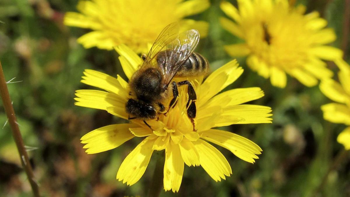 Gran parte de las alergias son debidas a especies herbáceas.