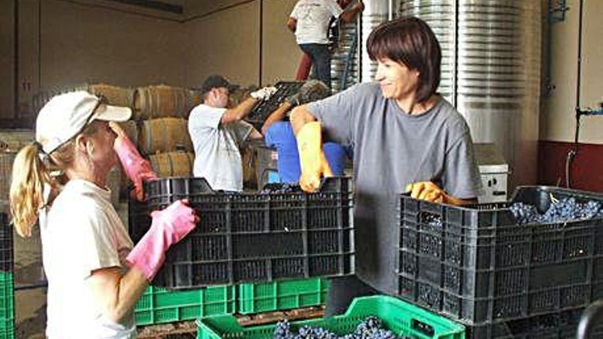 Actividad en una bodega vinícola de la zona toresana.