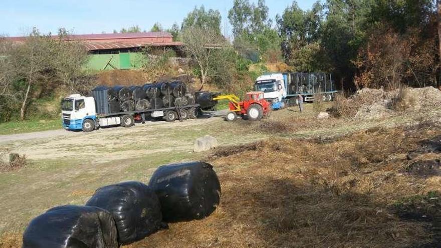 Rulos y bolas de forraje preparados para los vecinos. // FdV