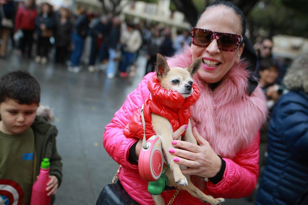 Las mejores imágenes de la bendición de animales de San Antón en Amoradí 2026 están aquí